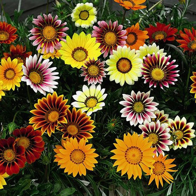 INTRA Gazania Mixed Color Flower Seed(100 per packet)