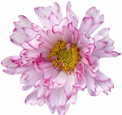 CYBEXIS VVI-89 - Double Cosmos Sementes Flower -light Pink - (270 Seeds) Seed(270 per packet)