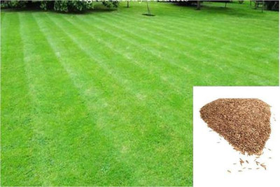 wequality lawn grass seeds Seed(5500 per packet)