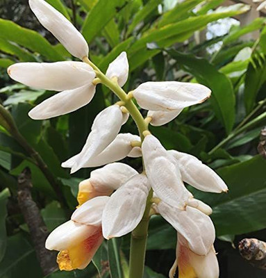 CYBEXIS HUA-99 - Chota Elach -Cardamom -Veldode -Yallaki -EalaChai - (180 Seeds) Seed(180 per packet)