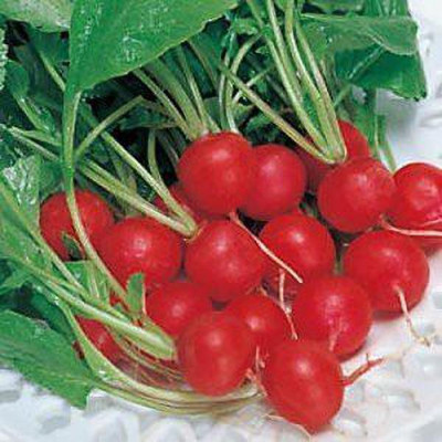 Mozette Red Round Radish Vegetable Seed(37 per packet)