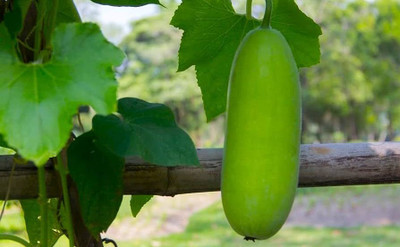BDSresolve Chal Kumra Seeds/Ash gourd seed 38 Seed(38 per packet)