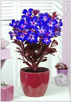 Qualtivate KGF -262 Blue Adenium obesum Desert Rose Seeds Seed(30 per packet)