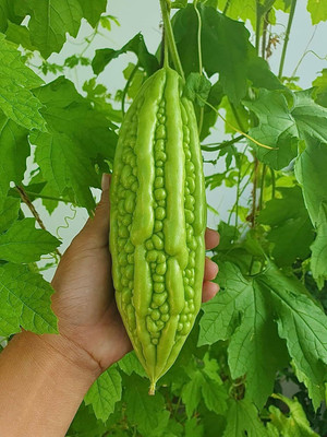 KNESSiN Abundant Yield All Season Bitter Gourd Summer Seeds For Planting (150 Seeds) Seed(150 per packet)