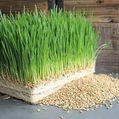 Aywal Wheat Seed(5000 per packet)