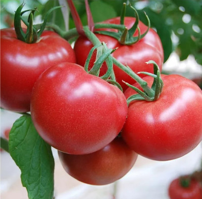 VRAKSHA Desi Salad Red Tomatoes Seed(500 per packet)