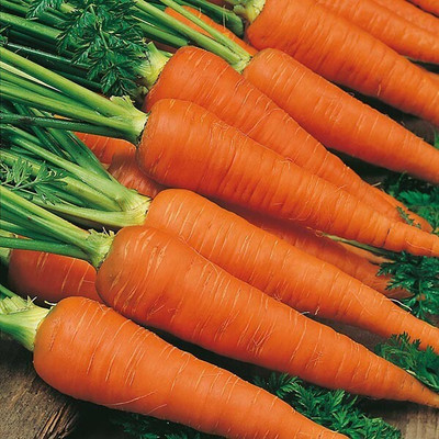 Quentova Orange Carrot विलायती गाजर-4S-ROC Seed(250 per packet)