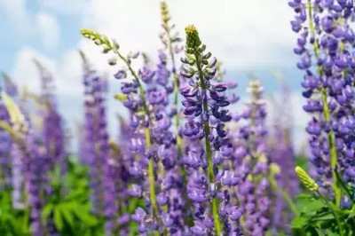 MAA Lupin Seed(26 per packet)