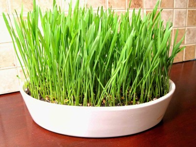 Aywal Wheat Grass, Cat Grass, Sweet Oat Grass, Triticum Aestivum Seed(13000 per packet)