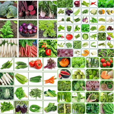 ibains Vegetable seeds packet biij 232 Seed(200 per packet)