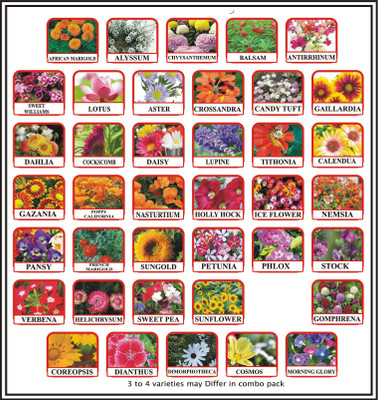 Greenery Hub 40 Variety Flower Seeds Combo Pack Seed(40 per packet)