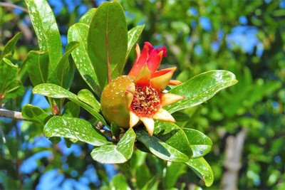 KANAYA Anar Seed(38 per packet)