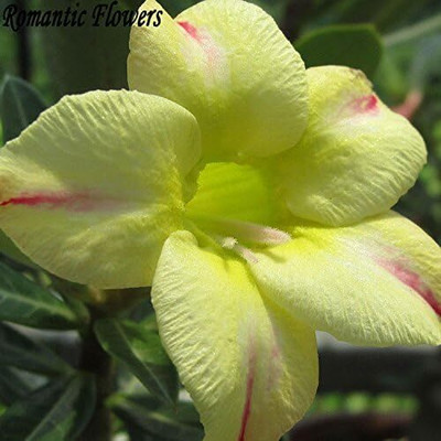 Qualtivate XLR-163 Desert Rose Seeds Seed(30 per packet)