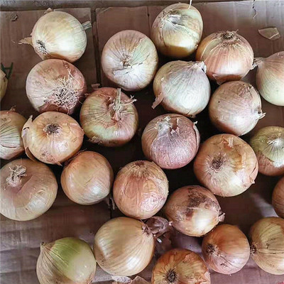 WATIKA Organic Onion Pyaj Seed(1200 per packet)