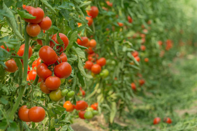 dvk tomato Seed(30 per packet)
