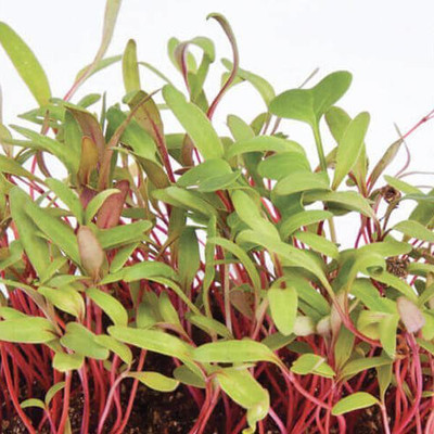 CYBEXIS SWISS CHARD MICROGREEN SEEDS2800 Seeds Seed(2800 per packet)