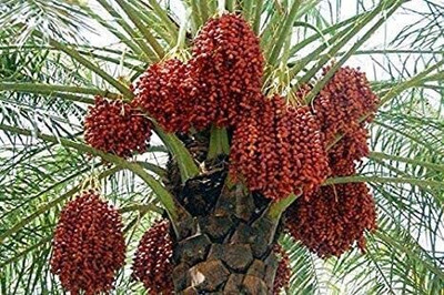 Aywal Date palm/khajur Seed(4 per packet)