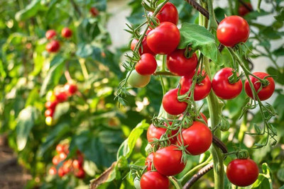 BDSresolve Cherry tomato seeds for plant PCK OF 86 Seed(86 per packet)