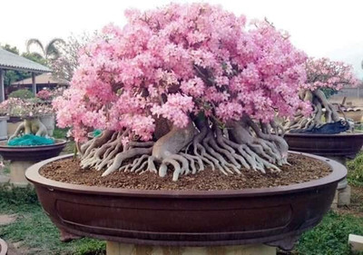 CRGO ADENIUM Seed(35 per packet)