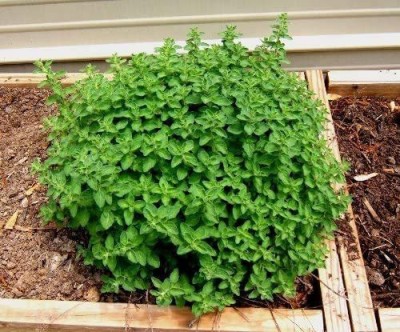 CYBEXIS PAU-96 - Greek Oregano Culinary Herb - (1350 Seeds) Seed(1350 per packet)