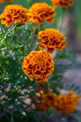 RoyalGardening marigold/gende ka phool flower seeds Seed(50 per packet)