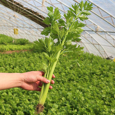 CYBEXIS Heirloom Four Seasons Celery Seeds700 Seeds Seed(700 per packet)