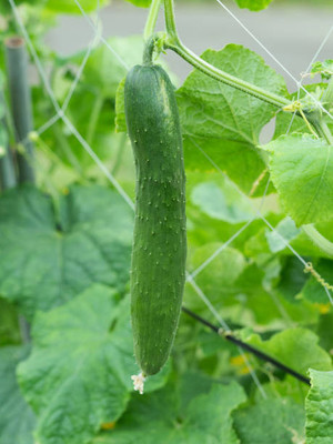 AFARTIOBINA 53 PCS CUCUMBER SEEDS Seed(53 per packet)