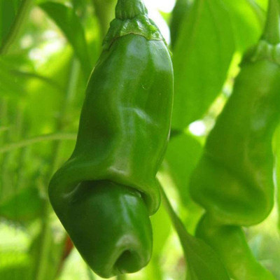 CYBEXIS High Germination Red Chilli Pepper Seeds2400 Seeds Seed(2400 per packet)