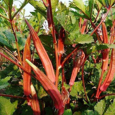wequality Organic long red okra seeds/ladies finger seeds 45 Seed(45 per packet)