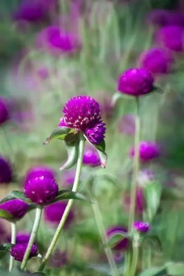 Aro Gomphrena Seed(30 per packet)