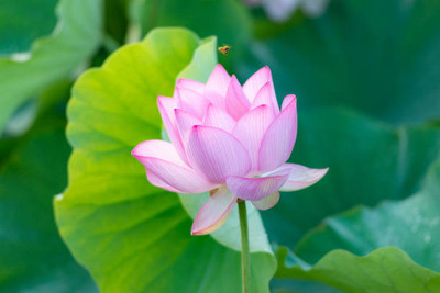 BASF lotus,kamal gatta Seed(10 per packet)