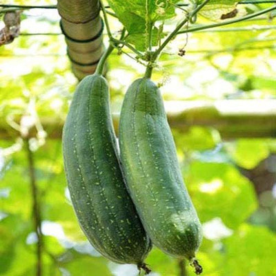 CYBEXIS PAU-62 - Luffa Gourd - Non-GMO - (300 Seeds) Seed(300 per packet)