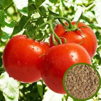 BDSresolve Hybrid tomato seeds for Home Garden PCK OF 80 Seed(80 per packet)