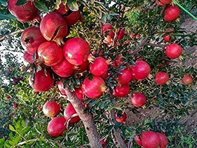 MAA Pomegranate, Anaar Seed(55 per packet)