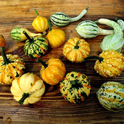 VibeX ® LXI-433 Decorative Pumpkin Seed Mix Seed(50 per packet)