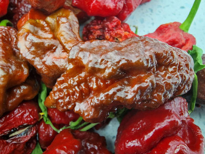 KNESSiN High Yield Chocolate Bhutlah Chilli Seeds For Kitchen Gardening-(1200 Seeds) Seed(1200 per packet)