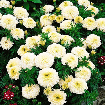 CYBEXIS LX-98 - Kilimanjaro White African Marigold - (750 Seeds) Seed(750 per packet)