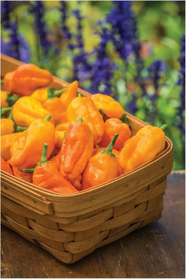 Biosnyg F1 Hybrid PEPPERONCINI Orange Chilli Seeds for Home Gardening-(2000 Seeds) Seed(2000 per packet)
