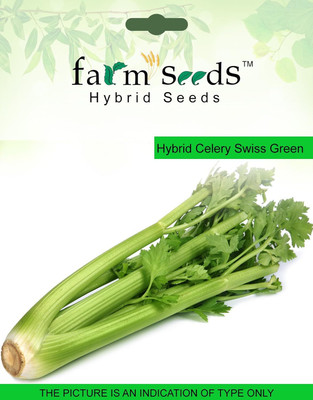 ActrovaX Hybrid Celery Swiss Green 1 packet [2000 Seeds] Seed(2000 per packet)