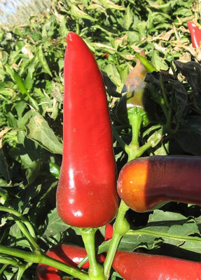Qualtivate RES-4A Heirloom Chile Roasted Chilli Pueblo Giadone Seed(300 per packet)