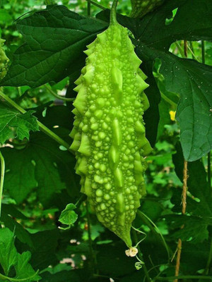 jkfarm Karela, Bitter Gourd, Uchchhe Seed(50 per packet)