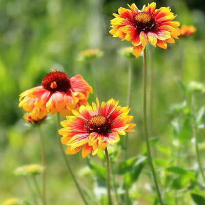 Qualtivate LX-272 Aromatic Chrysanthemum Seeds Non-GMO Seed(25 per packet)