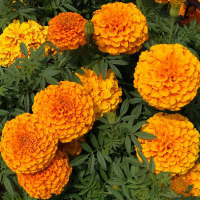 Dharma Marigold, Genda, Gada Seed(55 per packet)