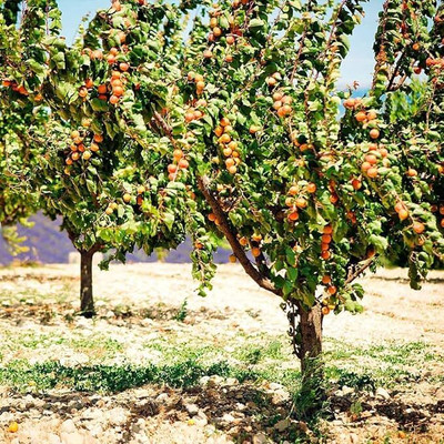 Aywal Peach Fruit Seed(5 per packet)