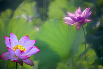 Kishori Creation lotus,kamal gatta Seed(14 per packet)