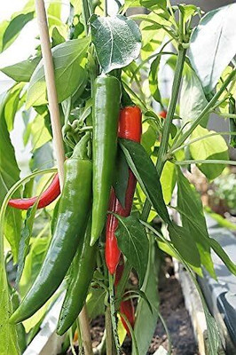 Qualtivate HUA-2A KOREAN DARK GREEN Hot Chilli Long Red Seed(300 per packet)