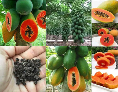 BDSresolve Red lady papaya f1 hybrid seeds/papaya seeds 72 Seed(72 per packet)