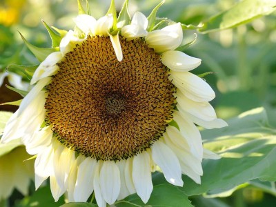 CYBEXIS KGF -54 - Sunflower (Helianthus annuus) - (150 Seeds) Seed(150 per packet)