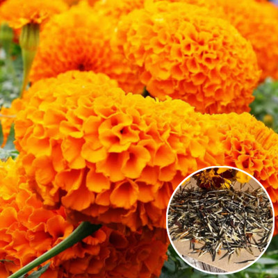 Greenfall Hybrid Marigold Variety Seeds - 150 Seeds for Colorful Gardens Seed(200 per packet)