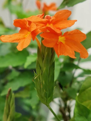 JDE kanakambaram-firecracker-crossandra Seed(34 per packet)